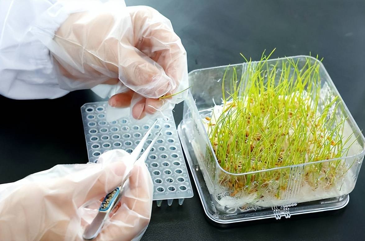 生物育种产业化加速，大北农新现遇终端降幅积极革新市企