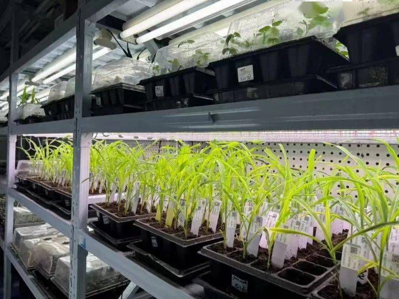 艾迪晶 以基因编辑技术领航，打造生物育种产业新引擎