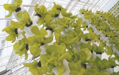 让作物育种更精准高效 生物育种的创新与实践